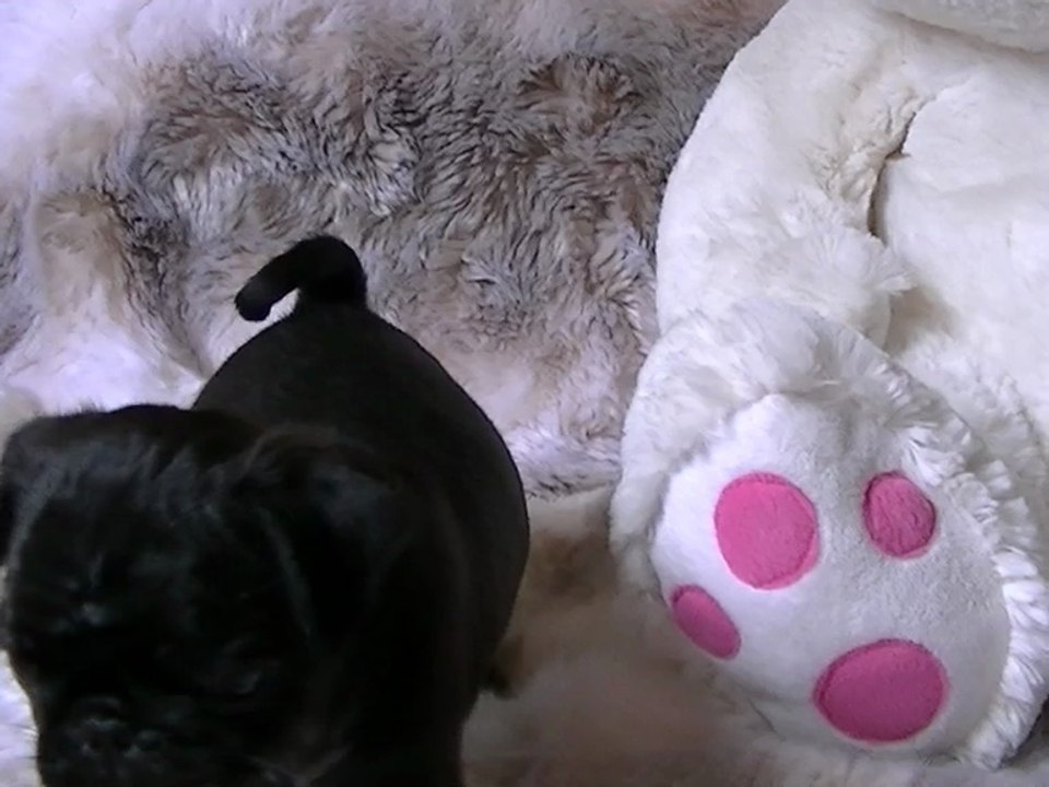 JAMES T.W. - vidéo 14 août - chiot carlin mâle à réserver