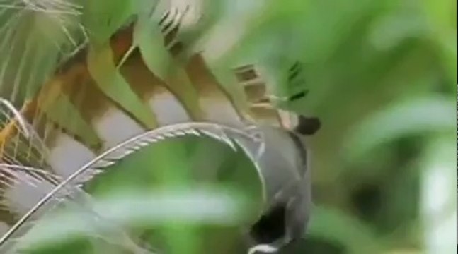 MUST WATCH Amazing Bird Can singing In Every Sound Funny Cute Bird Cute Birds Voices Birds Cutes - Its all about funny videos, funny videos,funny girls videos,