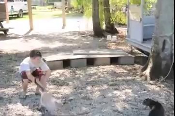 Hero Cat Remembering Mugsy, the Cat Who Fought Alligators