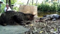 The Cat Who Slaps Gators
