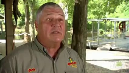 The Cat Who Slaps Gators 2