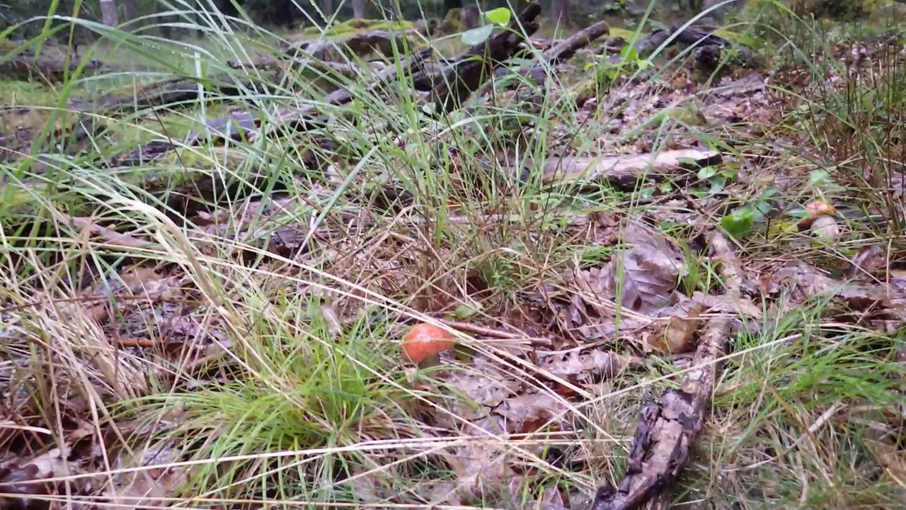 Bolet roux / bolet des chênes / bolet orangé ALSACE