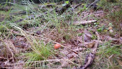 Bolet roux / bolet des chênes / bolet orangé ALSACE