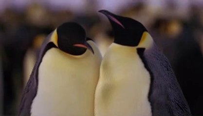 BAMWAR .COM『』나주오피테고요 센텀오피【벌집을