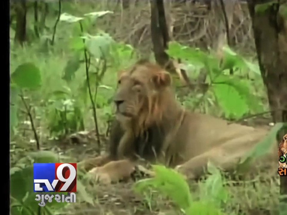 Kuno Wildlife Sanctuary : Ready for Asiatic Lio...