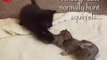 Adorable : a female cat adopts abandoned baby squirrels