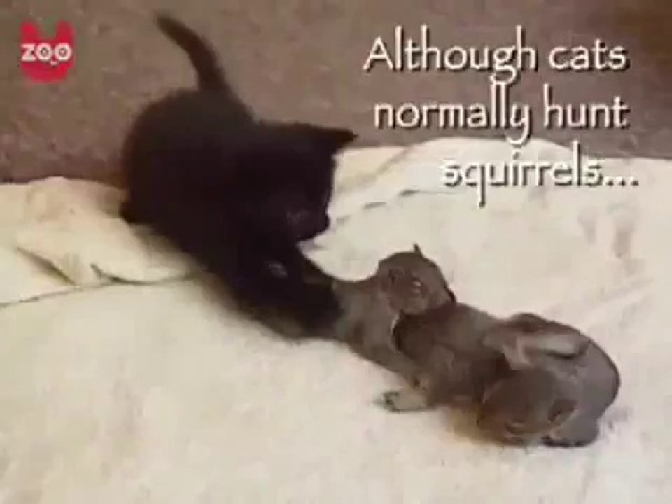 Adorable : a female cat adopts abandoned baby squirrels