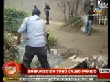 Puente Piedra: Toro genera pánico al escapar y embestir a 5 personas