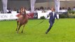 Extraits du Championnat Européen de Chevaux Arabes à Chantilly les 9 et 10 août 2014