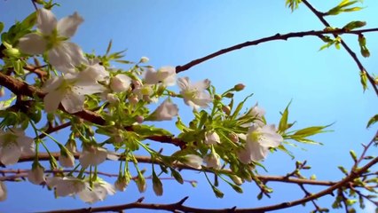 Gözəl mövzular - Allah'ın dininə dəvət