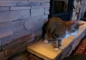 Blind Kitten Safely Climbs Down Ledge
