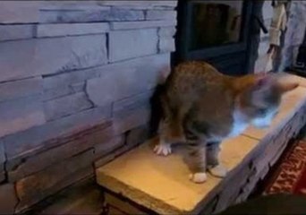 Blind Kitten Safely Climbs Down Ledge