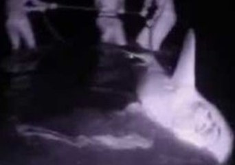 Huge Bull Shark Caught and Pulled Onto Florida Beach