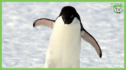 Kar Yağdığı İçin Mutlu Olan Küçük Penguen