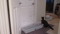 Owner Catches Genius Cat Opening Doors