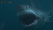 Shark Week Discovery Channel Fake News debunked