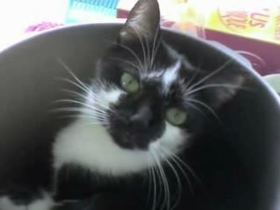 Mes bebes en peluche