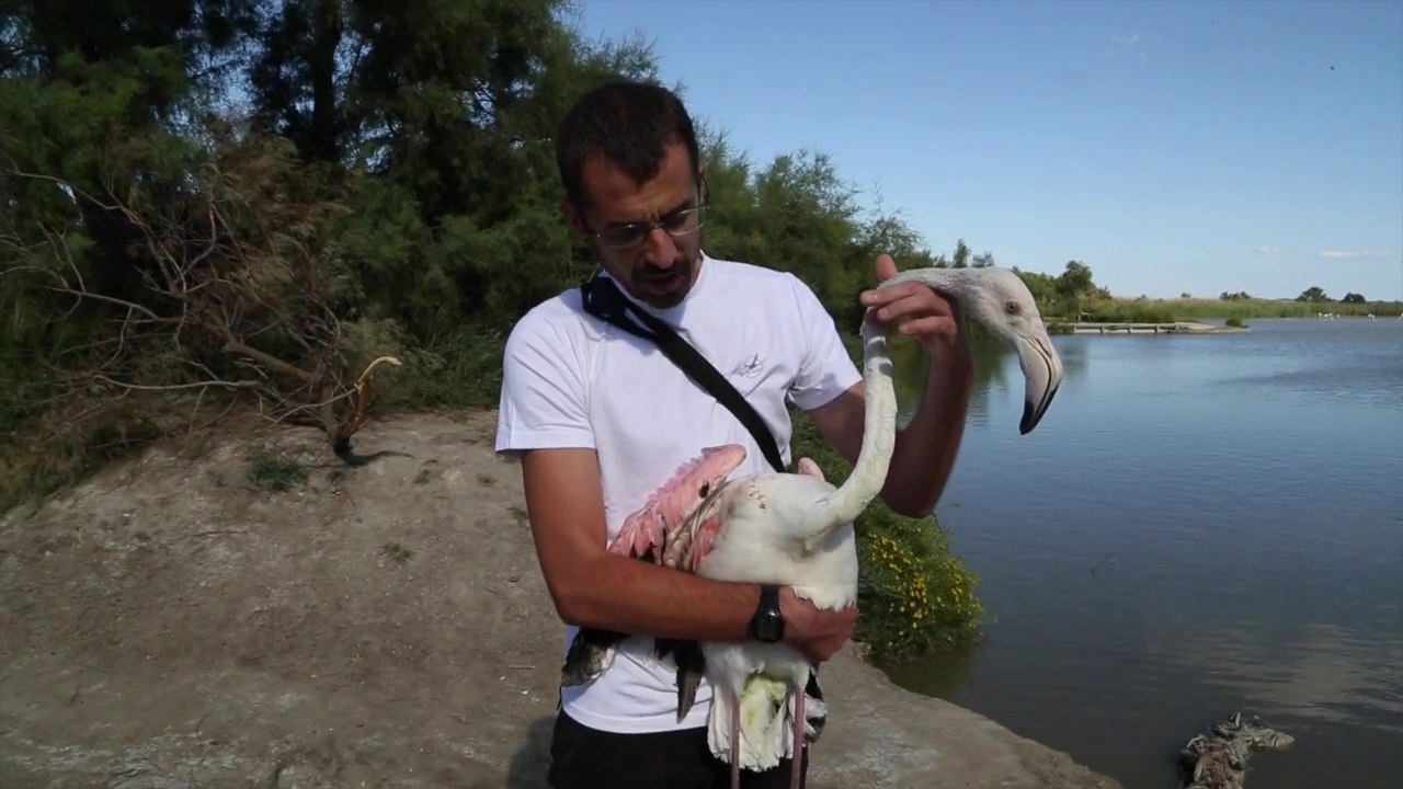 Echoué à Marseille, La Provence ramène le flamant rose en Camargue