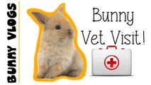 Back to the Vets! | Bunny Vlogs