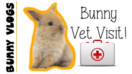 Back to the Vets! | Bunny Vlogs