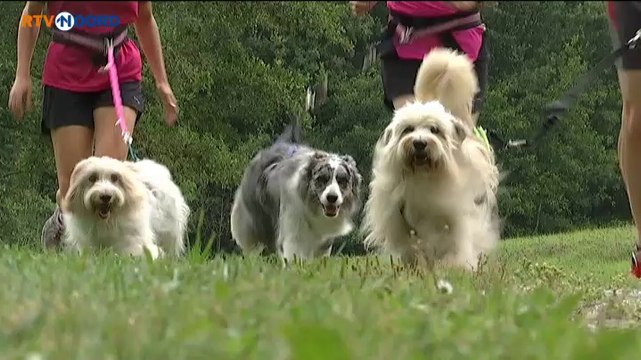 Canicrossen ook in Groningen steeds populairder - RTV Noord