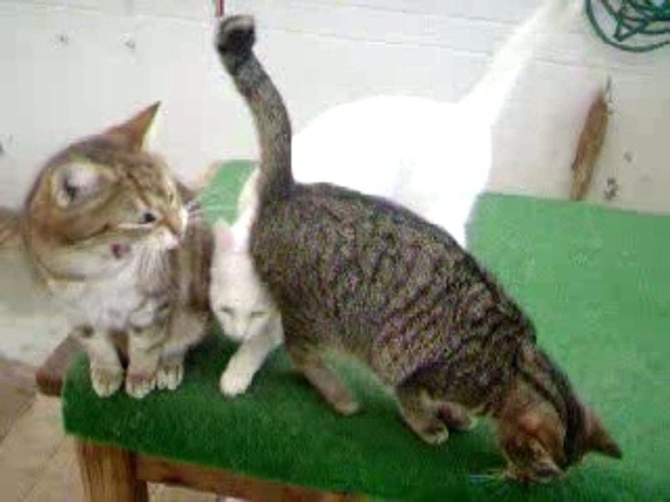 Nelson et pupuce
