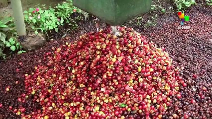 Honduran food producers experiencing hard times
