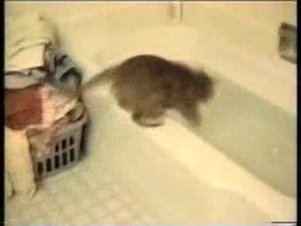NOS AMIS LES CHATS