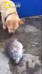 Dog with a Heart of Gold - it helps to fish