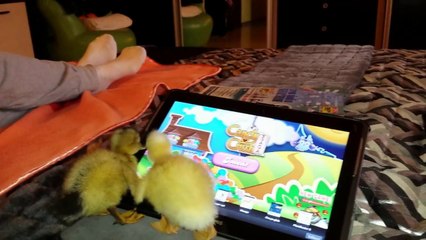 Two Funny Little Ducks Playing on Ipad.