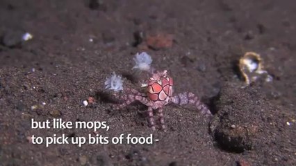 Critter Hunt: Kidnapped by a Boxer Crab