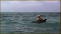 Delfini shpeton qenin nga peshkaqeni