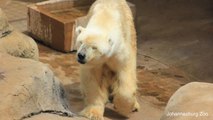 Last Polar Bear In Africa Passes Away