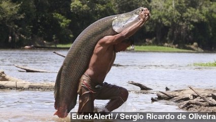 Why The Amazon's Biggest Fish Is Quickly Going Extinct