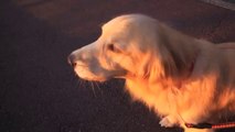 Duyduğu Ambulans Sesini Taklit Eden Köpek