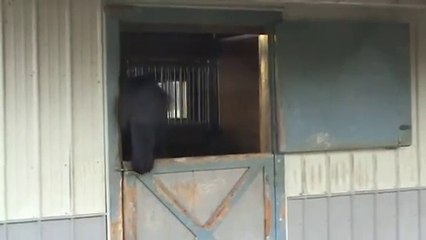 At'ın açamayacağı Kapı Yoktur