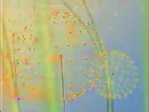 Заставка рекламы (НТВ, лето 2002)