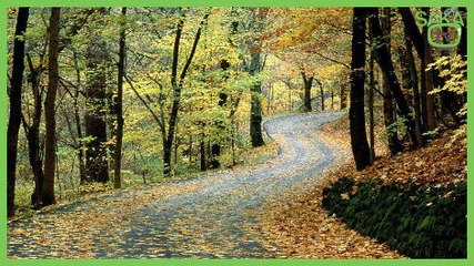 Ormanda İbretlik Şaka