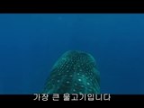 BAM WAR COM 강북오피방㈖༬밤의전쟁▷인천오피방,금산오피방ດ