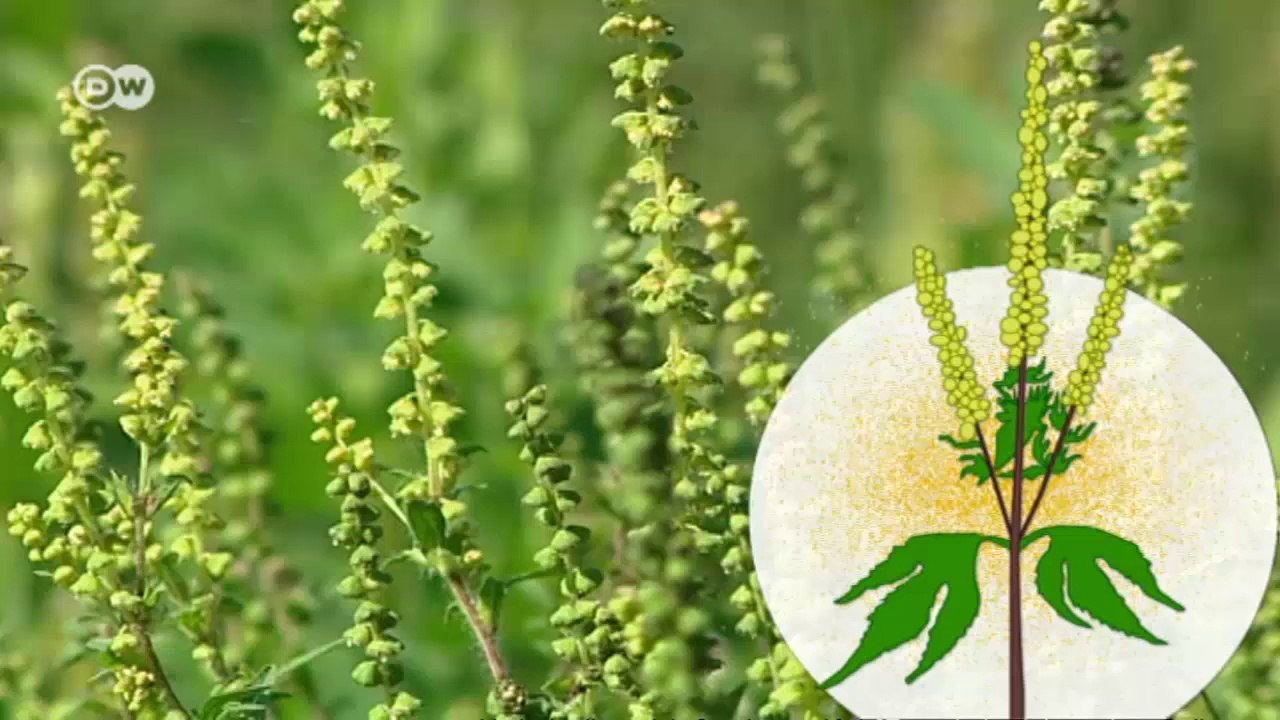 Macht uns der Klimawandel krank? | Global Ideas